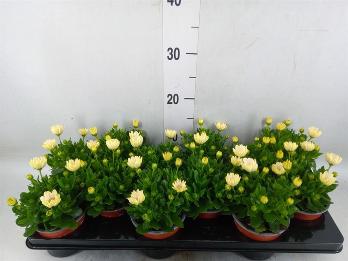 <h4>Osteospermum  'Sunny Pingo'</h4>