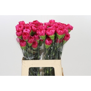 Dianthus St Bizet
