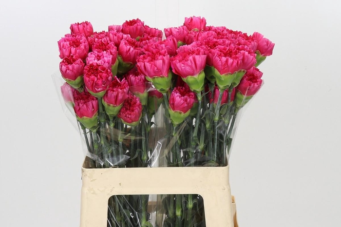 <h4>Dianthus St Bizet</h4>