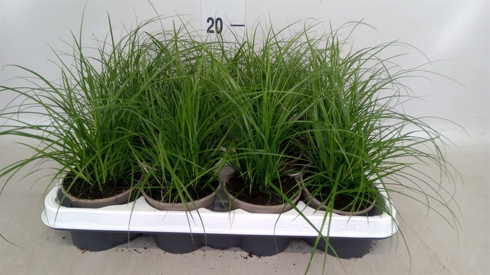 <h4>Carex brunnea</h4>