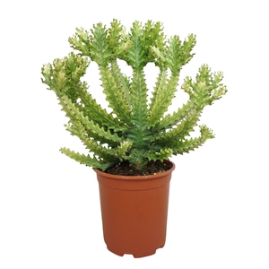Euphorbia   ...