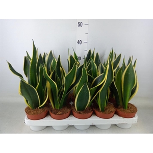 Sansevieria trifa. 'Black Gold'