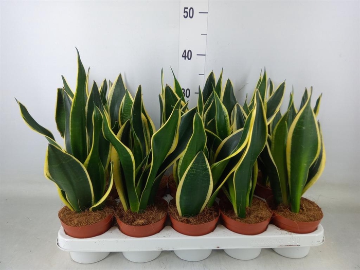 <h4>Sansevieria trifa. 'Black Gold'</h4>
