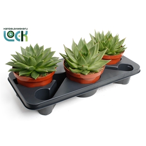 Echeveria Agavoides