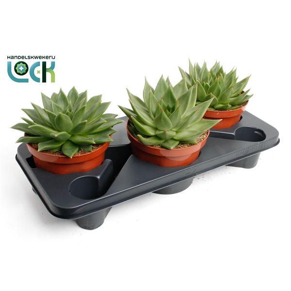 <h4>Echeveria Agavoides</h4>