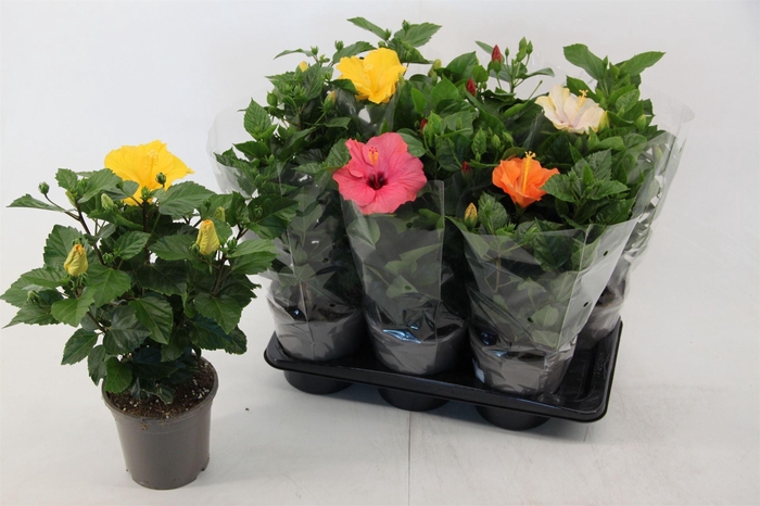 <h4>Hibiscus rosa-sin. ...mix</h4>