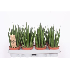Sansevieria Mikado