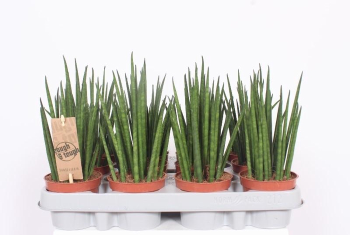 <h4>Sansevieria Mikado</h4>