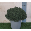 Thymus vulgaris