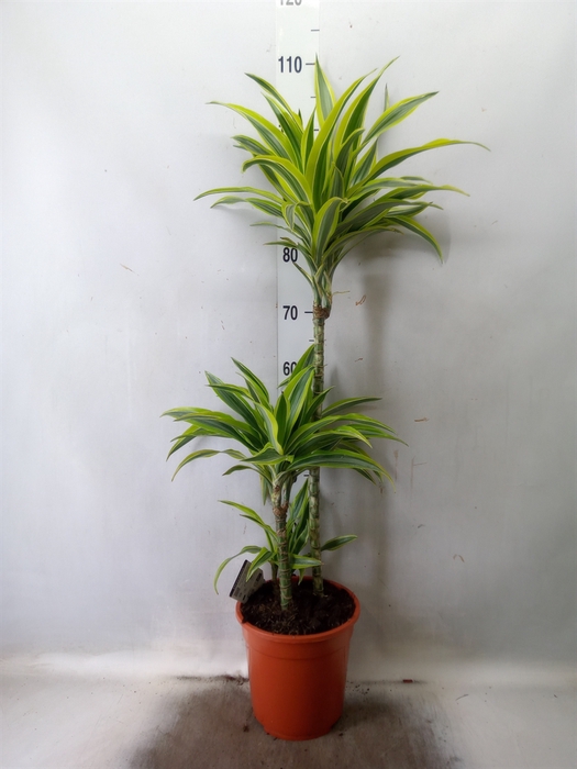 <h4>Dracaena fr de 'LemonLime'</h4>