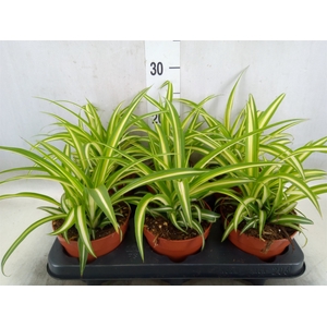 Chlorophytum com. 'Variegatum'