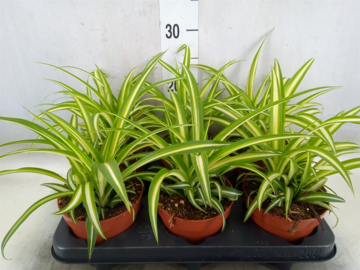 <h4>Chlorophytum com. 'Variegatum'</h4>