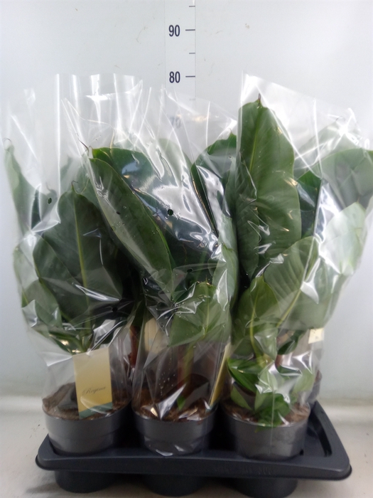 <h4>Musa  'Tropicana'</h4>