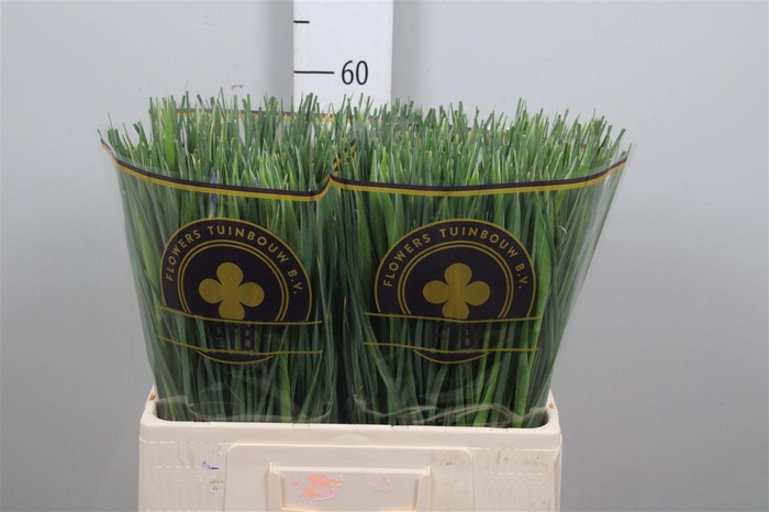 <h4>Iris Shanghai</h4>