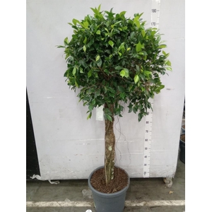 Ficus   ...