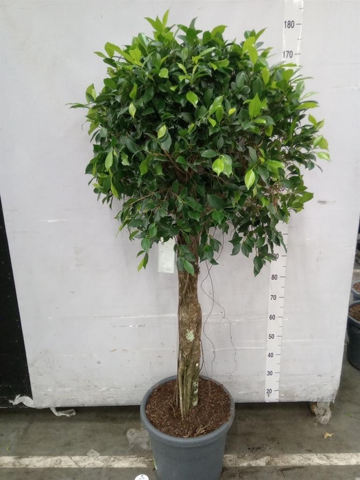 <h4>Ficus   ...</h4>