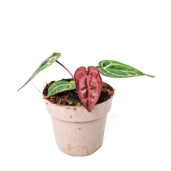 <h4>Anthurium DocBlock Anthurium Zara® '14' X Red Crystal® '12' (purple)</h4>