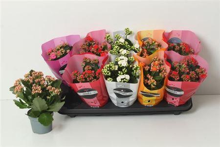 <h4>Kal Ge Perf Gem 5 Kl</h4>