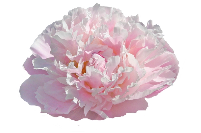 <h4>Paeonia Catharina Fontijn</h4>