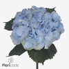 Hydrangea royal symphony blue