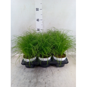 Cyperus alternifolius 'Zumula'