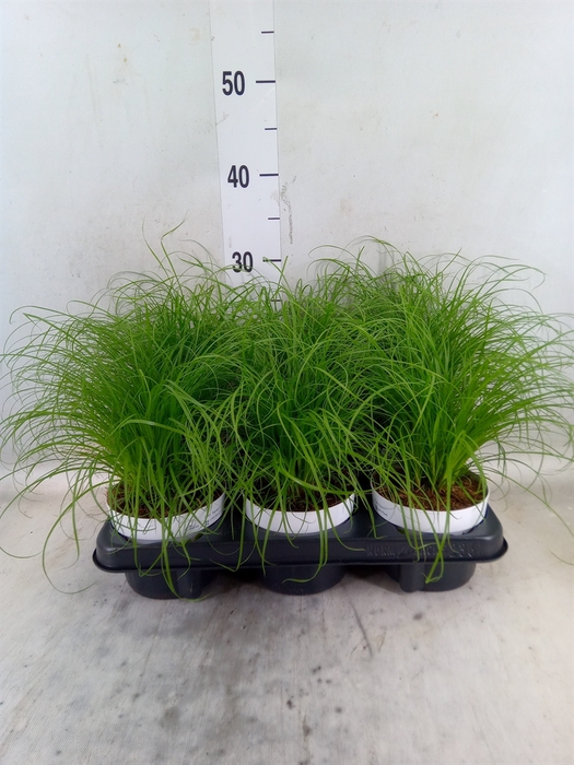 <h4>Cyperus alternifolius 'Zumula'</h4>