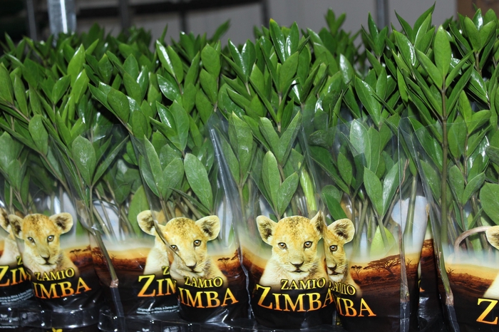 <h4>ZAMIOCULCAS P09</h4>