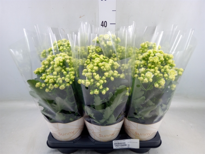 <h4>Kalanchoe  'Sunny White'</h4>