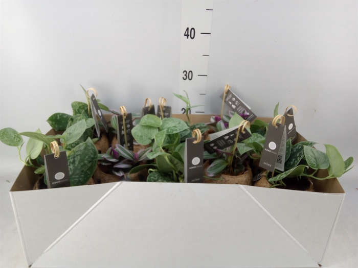 <h4>Planten Groen   ...mix  3</h4>