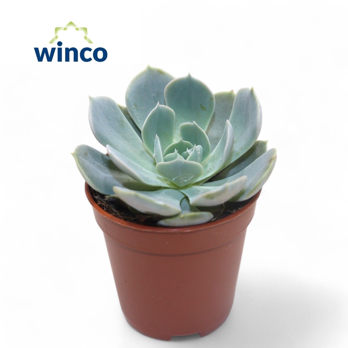 <h4>Echeveria Grey Prince</h4>