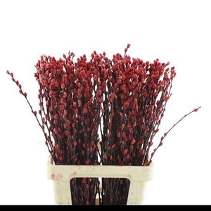 Salix Wilgenkatjes Red 70cm P Stem