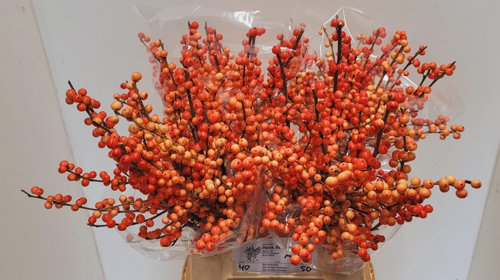 <h4>ILEX VE OUDIJ ORANGE</h4>