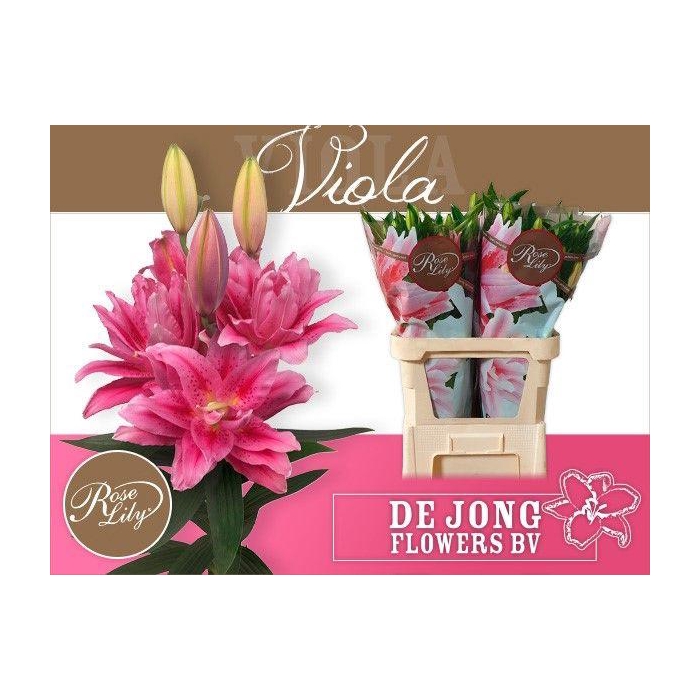 <h4>Li Or Du Rl Viola</h4>