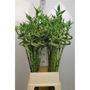 Drac Lucky Bamboo 100cm