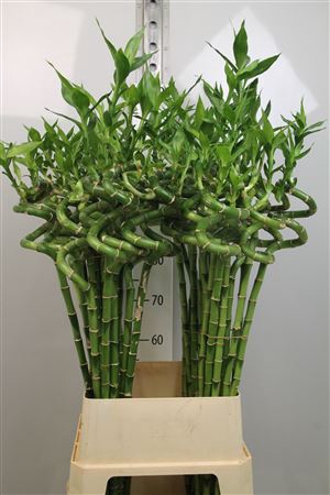 <h4>Drac Lucky Bamboo 100cm</h4>