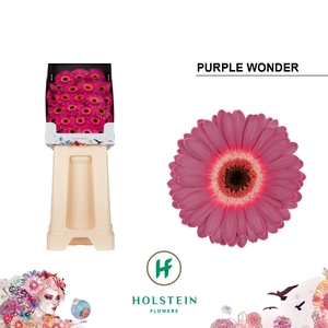 Ge Mi Purple Wonder