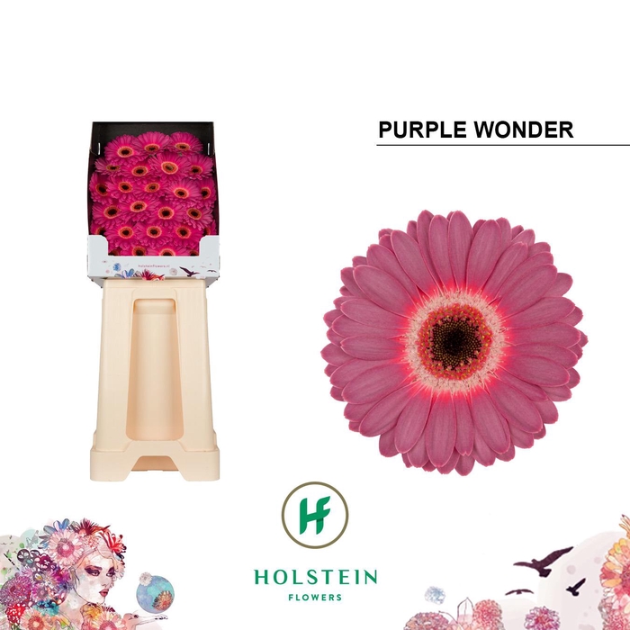 <h4>Ge Mi Purple Wonder</h4>