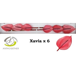 Anth A Xavia 13 cm X6 Flow Pack Oosterzon