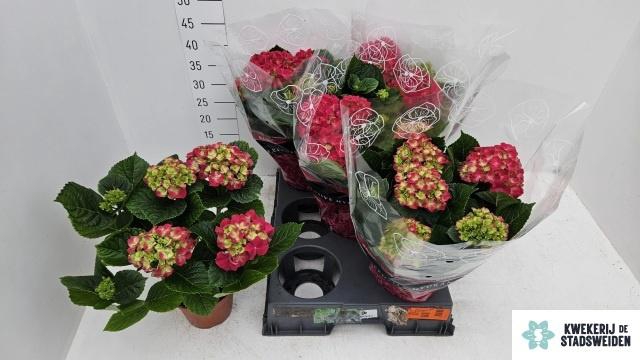 <h4>HYDR M GRUMPY</h4>