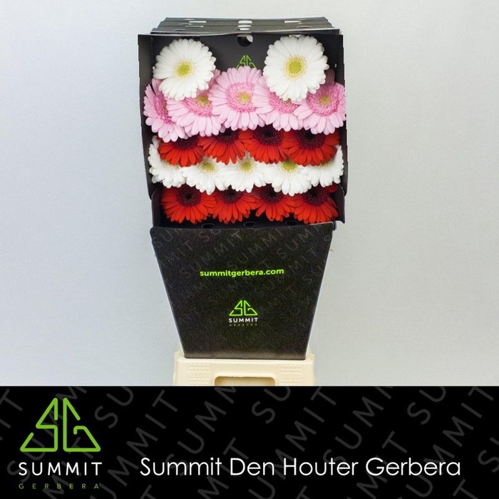 <h4>Germini Mix Rood Roze Wit Diamond</h4>