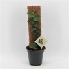 Rhaphidophora hayi