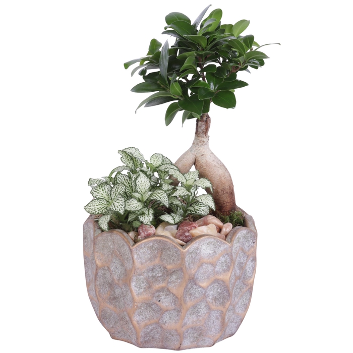 <h4>Yearround Arr. Indoor Ceramic Pure Luxury PL670 Ø15cm 2PP</h4>
