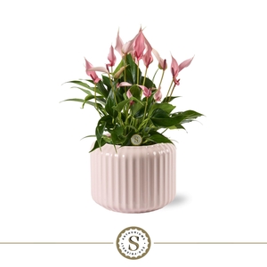 Bologna Keramiek Pink - Lilli