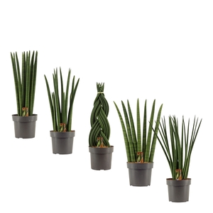Sansevieria Cylindrica 17 cm mix