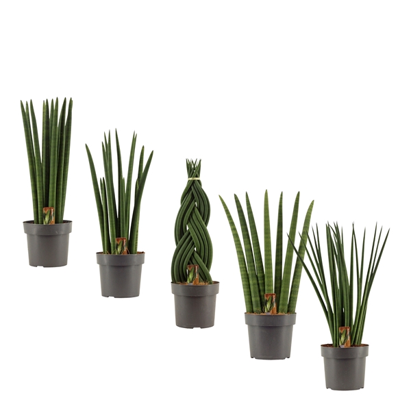 <h4>Sansevieria Cylindrica 17 cm mix</h4>