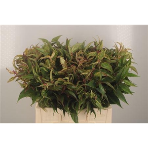 Leucothoe Walteri Rainbow