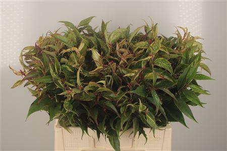 <h4>Leucothoe Walteri Rainbow</h4>