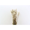 Dried Papaver Natural X5 Bunch