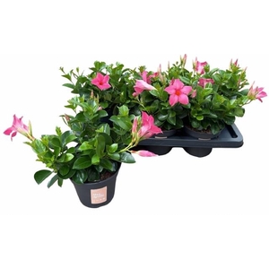 MANDE SUN PINK