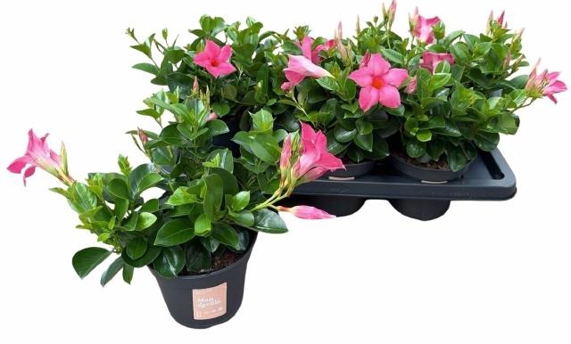 <h4>MANDE SUN PINK</h4>